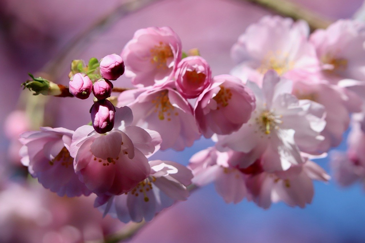 cherry blossoms, higan cherry, spring cherry-8621251.jpg