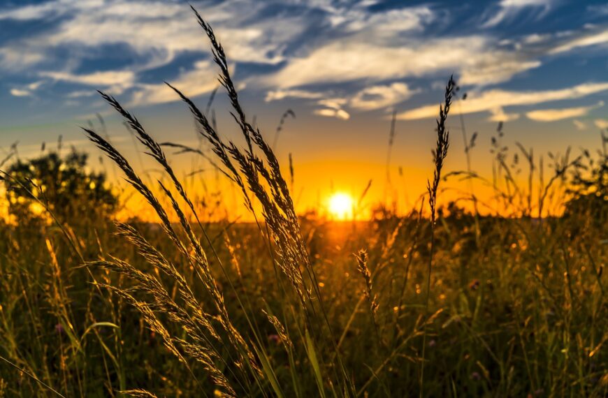 wheat, field, sunset-2391348.jpg