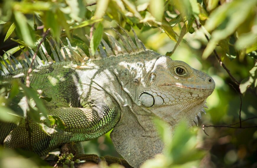 iguana, reptile, scales-8528387.jpg