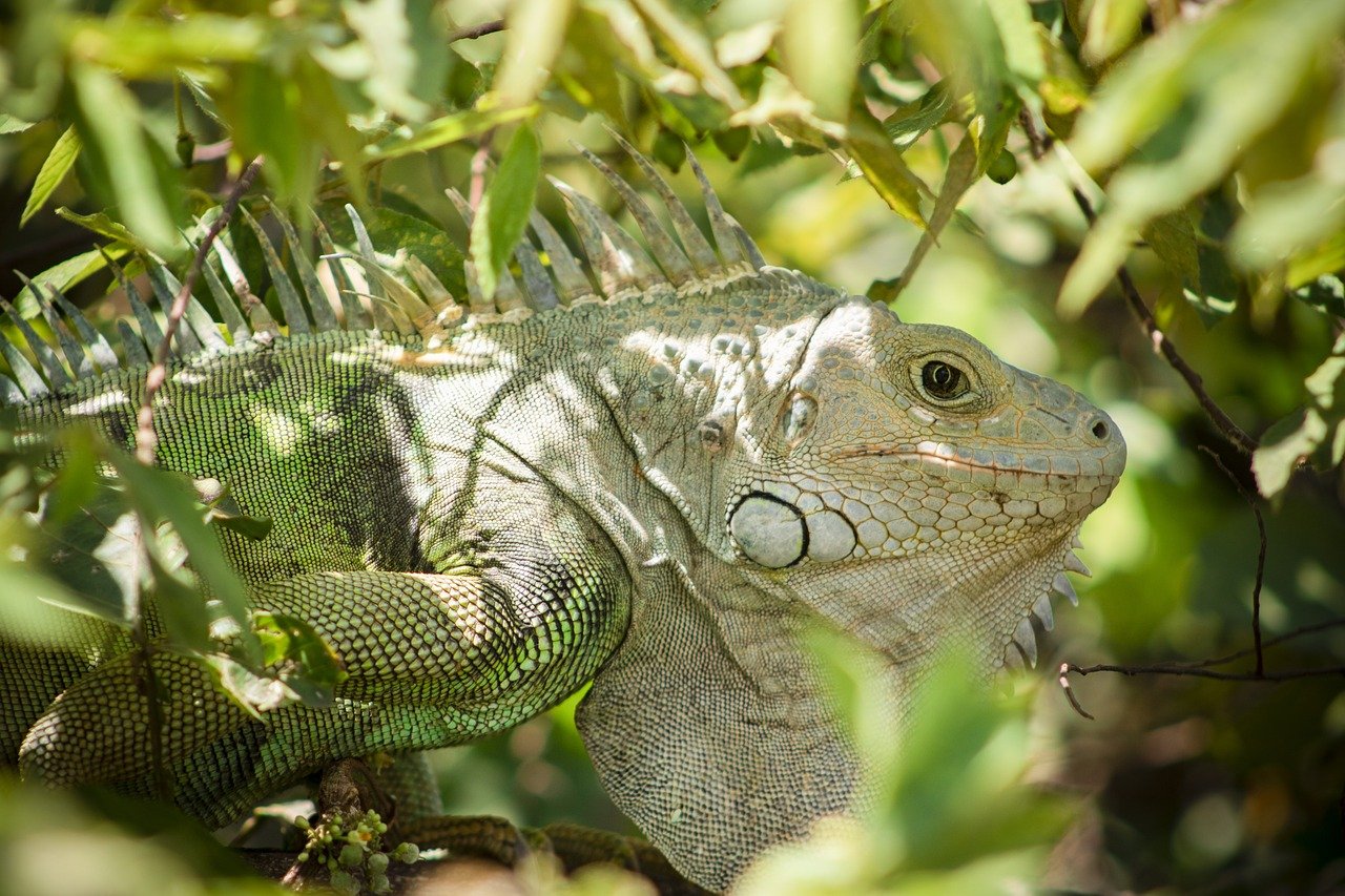iguana, reptile, scales-8528387.jpg