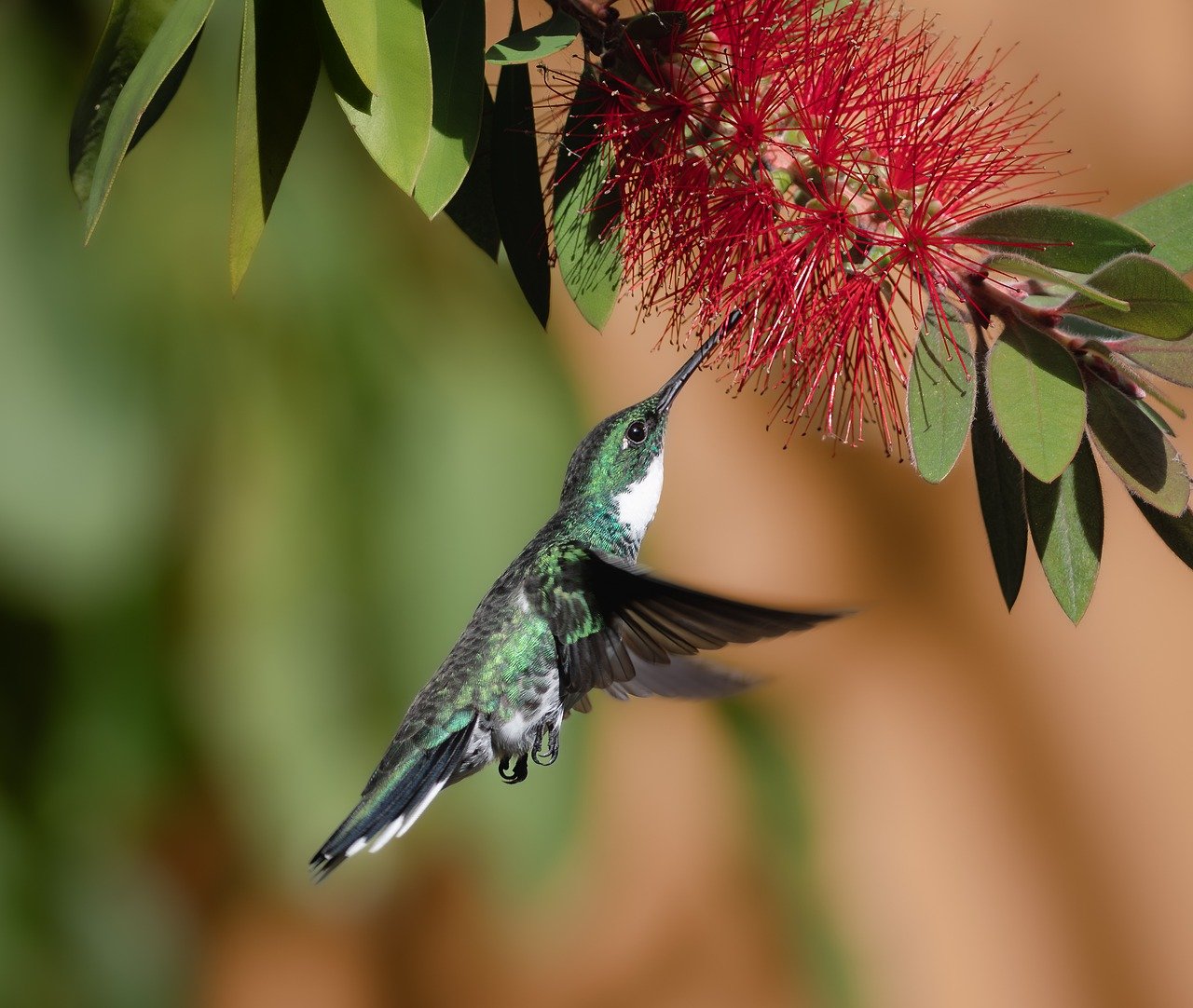 bird, hummingbird, ornithology-8733716.jpg
