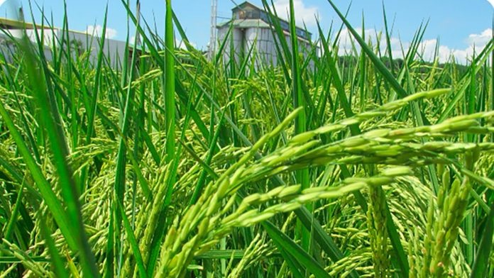 Gobierno anuncia recursos por $13.095 millones para construir molino de arroz en Palermo, Huila