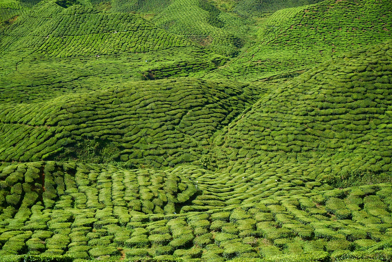 tea, field, landscape-2946057.jpg