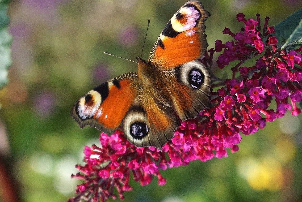 peacock butterfly, butterfly, insect-8618420.jpg