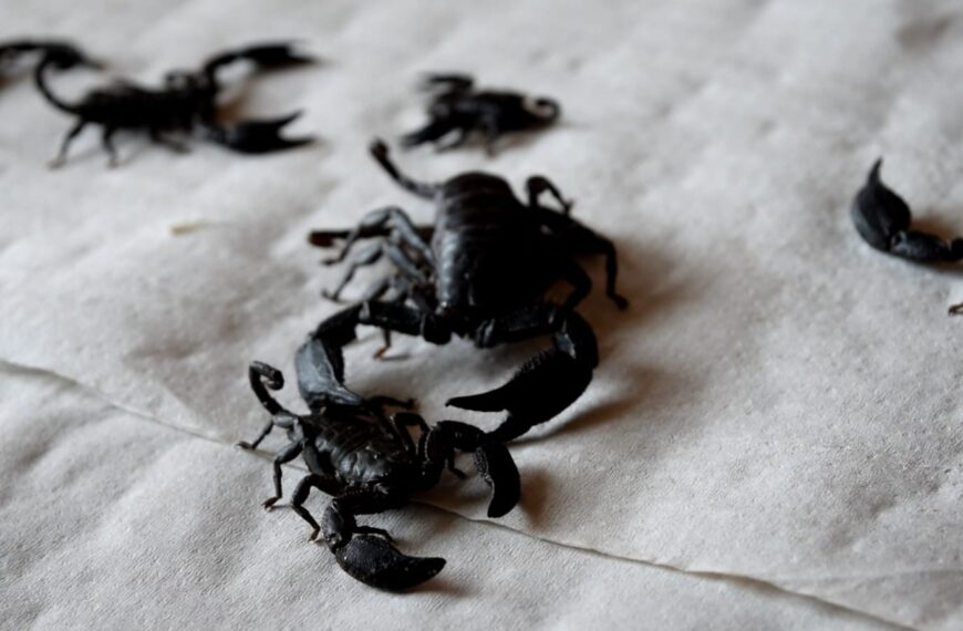 12 escorpiones venenosos son regresados a su habitat