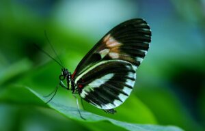 butterfly, insect, animal-44882.jpg