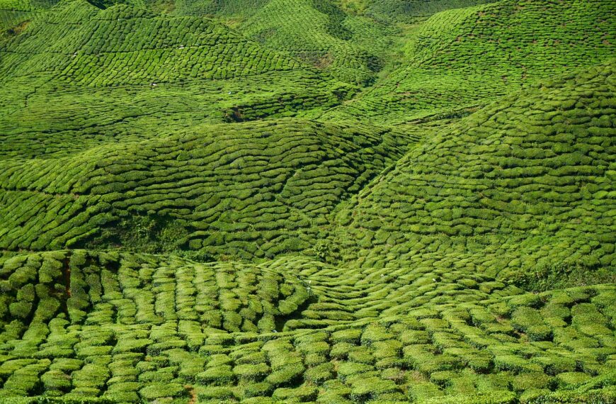 tea, field, landscape-2946057.jpg