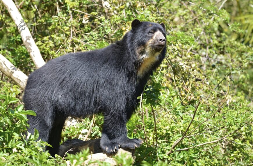 Top 10 de las especies más amenazadas