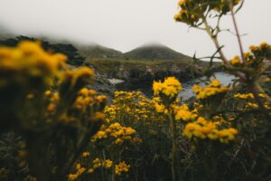 A field full of yellow flowers with mountains in the background