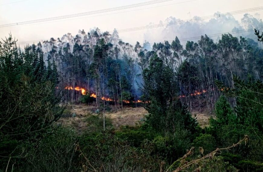 Incendios forestales en zonas rurales 2024.