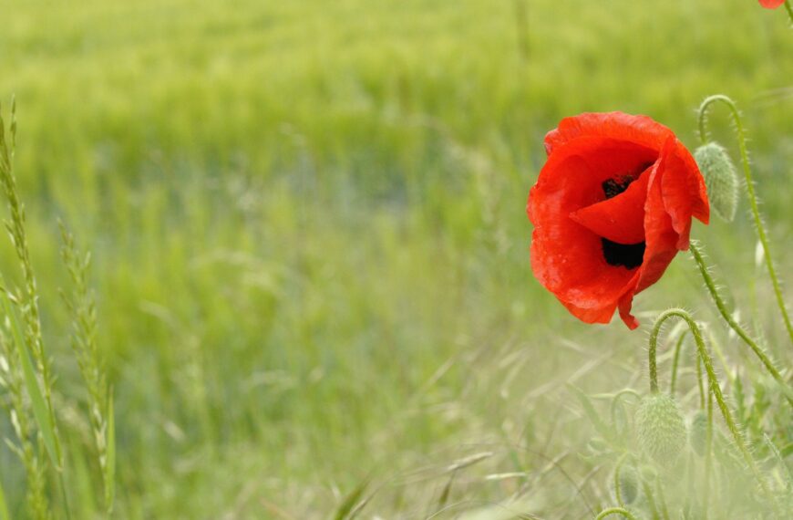 red flower in the middle of green grass field