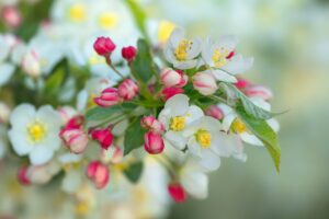 apple blossoms, tree blossoms, blossoms, bloom, petals, spring, flowering branch, stamens, nature, apple tree, bud