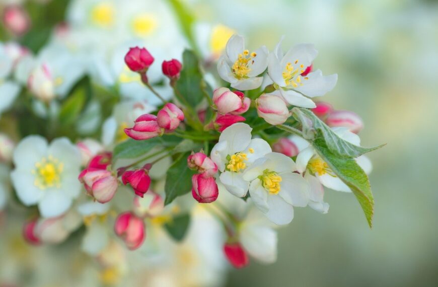 apple blossoms, tree blossoms, blossoms, bloom, petals, spring, flowering branch, stamens, nature, apple tree, bud