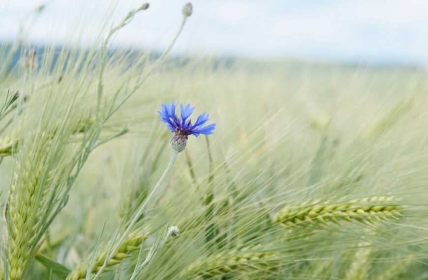 A blue flower stands in a wheat field.