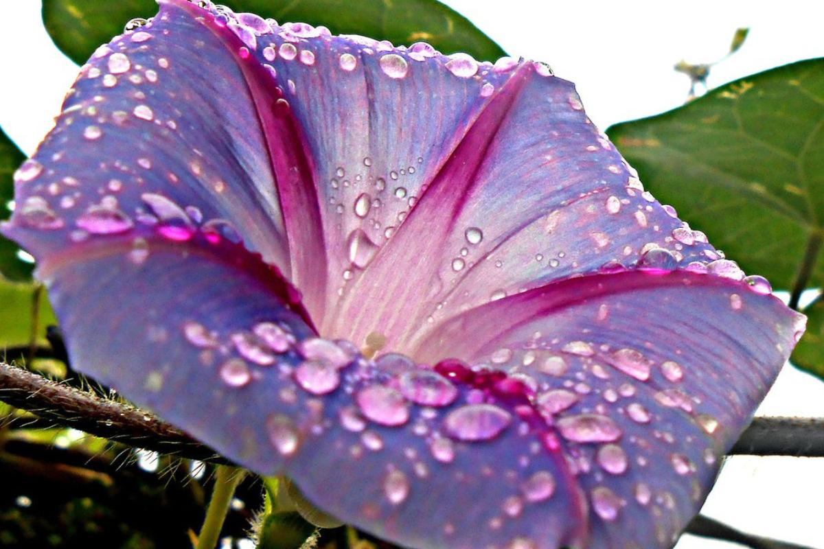 Ol&oacute;grafo: El &eacute;xodo del tiempo&hellip;