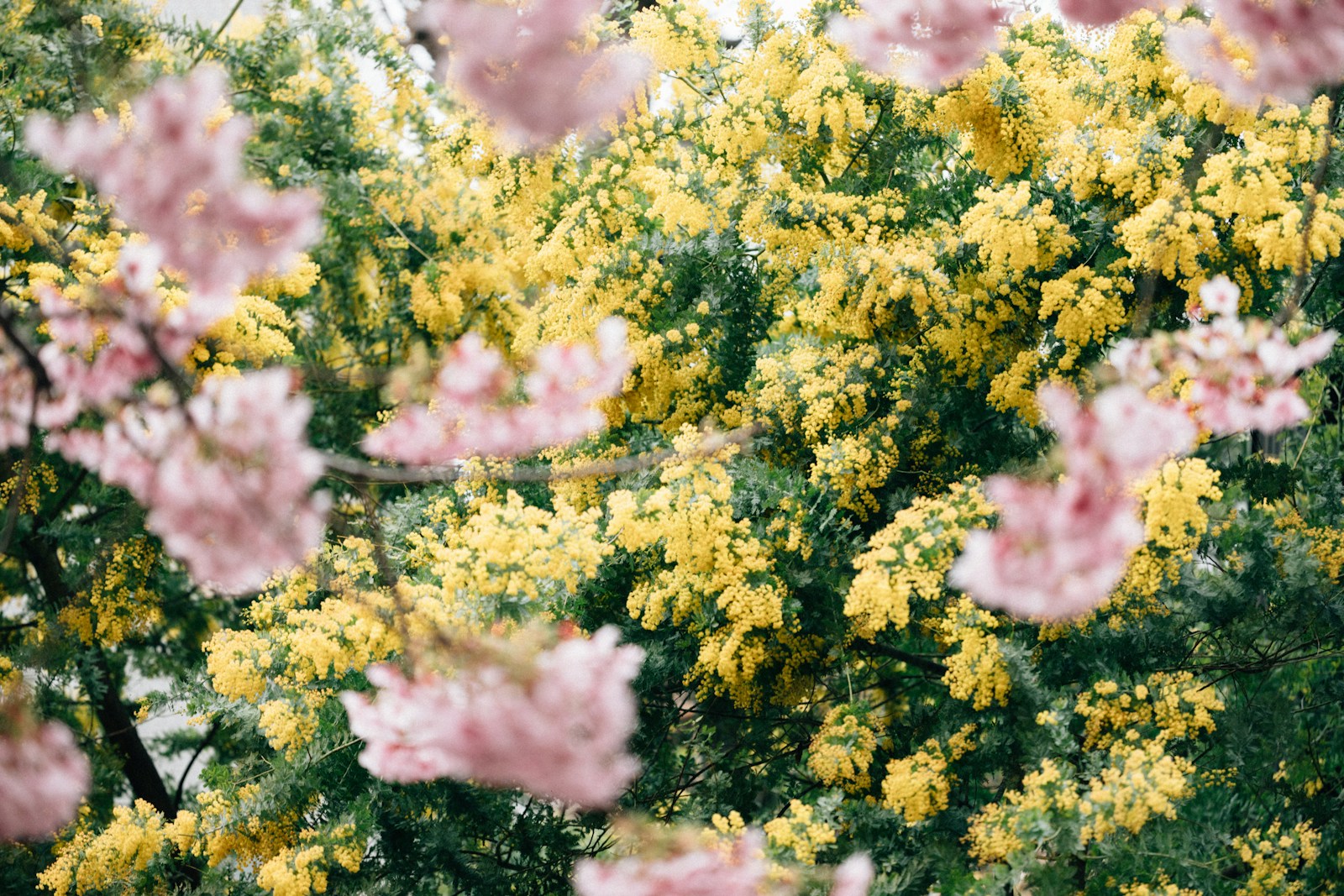 a bunch of yellow and pink flowers on a tree