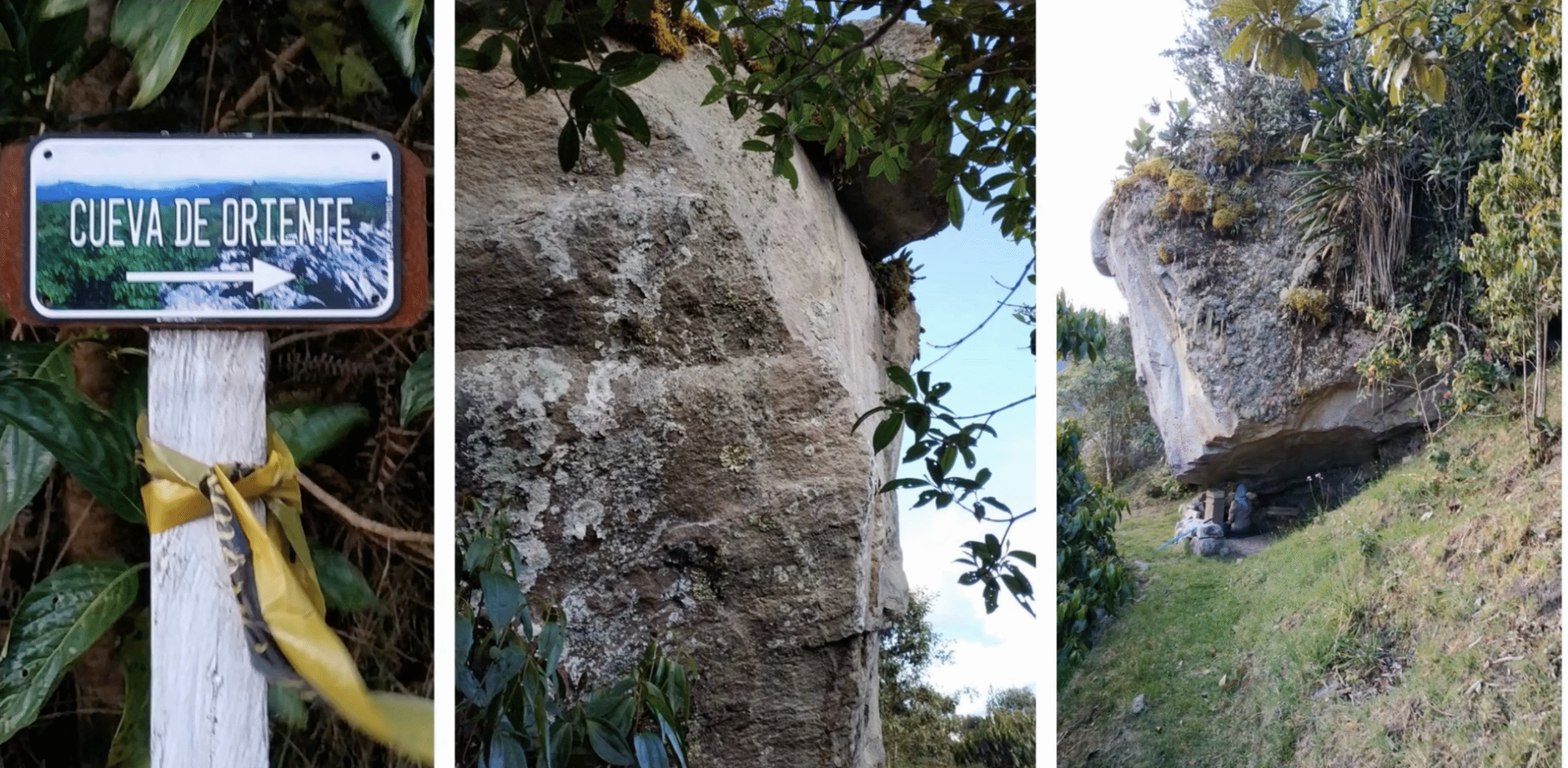 Arboleda Andina. Regala un &aacute;rbol, regala vida.