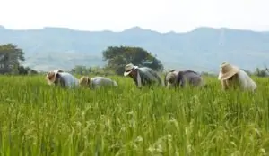 area-de-arroz-en-colombia-1024x597