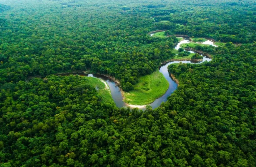 Posición de los Pueblos Indígenas de la Amazonía frente a la V Cumbre presidencial de la OTCA