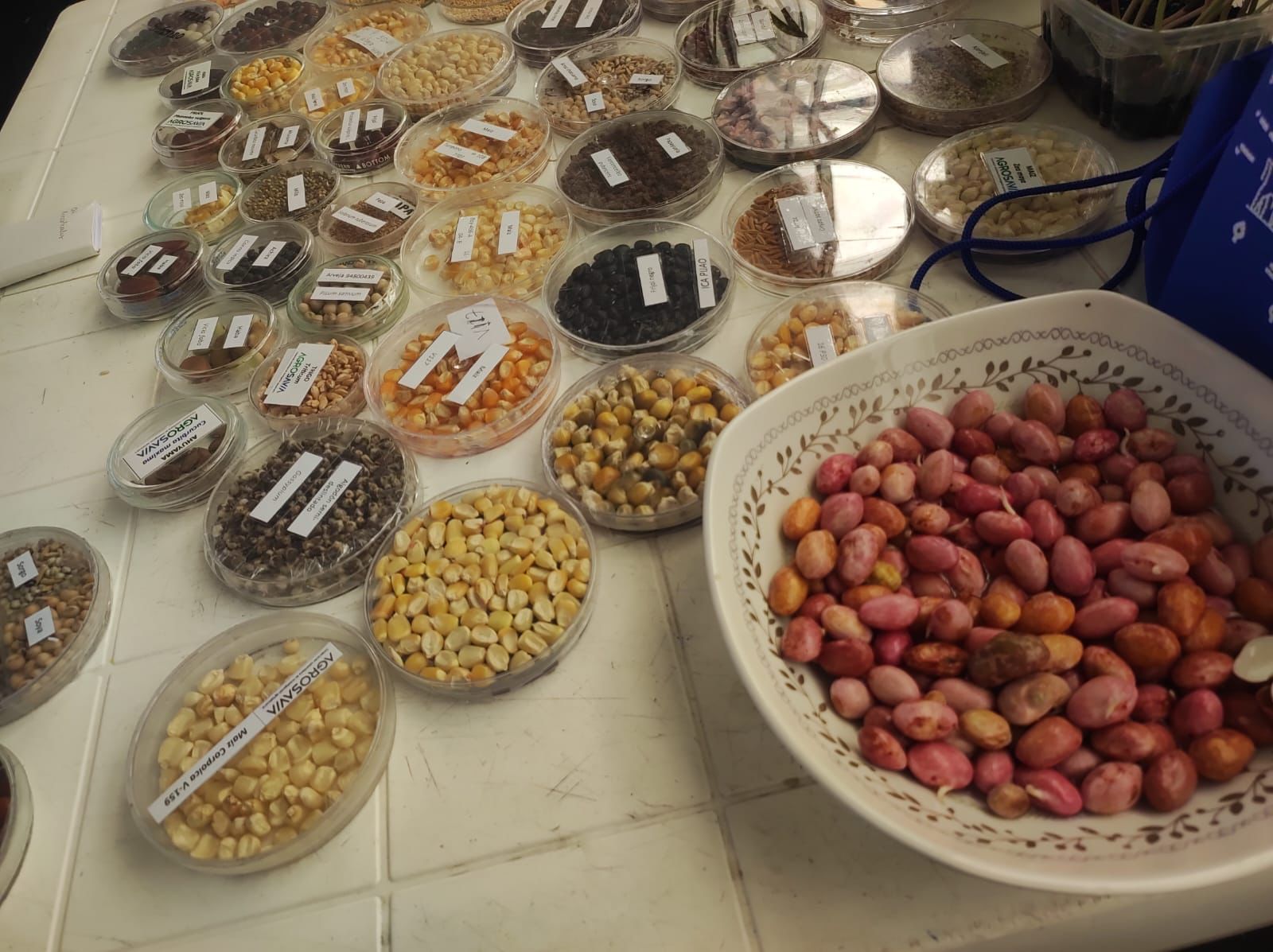 Semillas ancestrales frente a cambio clim&aacute;tico agosto 2025.