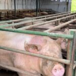 Olores ofensivos diciembre 2025.