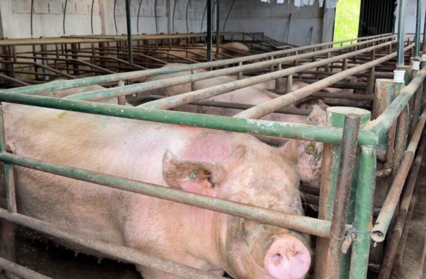 Olores ofensivos diciembre 2025.