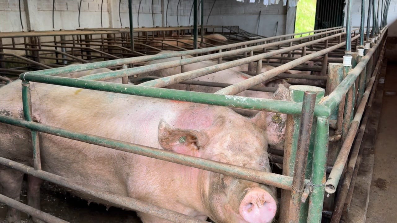 Olores ofensivos diciembre 2025.