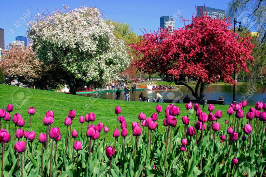 boston. jardín botánico