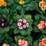 PRIRADIOTV fortalece su ecosistema digital y consolida su audiencia en redes sociales