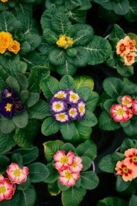 Colorful primrose flowers with green leaves.