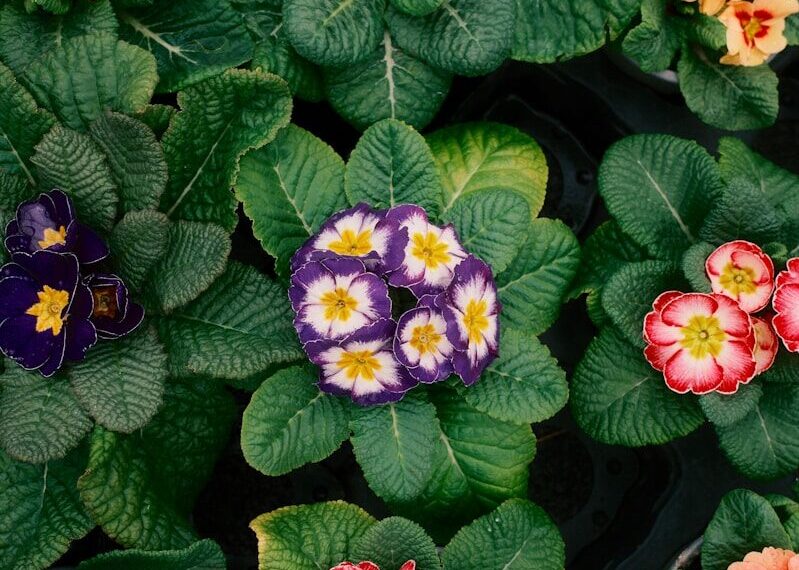 Colorful primrose flowers with green leaves.