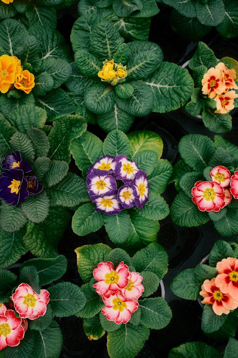 Colorful primrose flowers with green leaves.