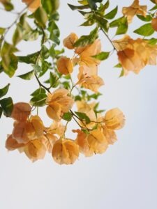 Orange bougainvillea flowers against a pale sky.