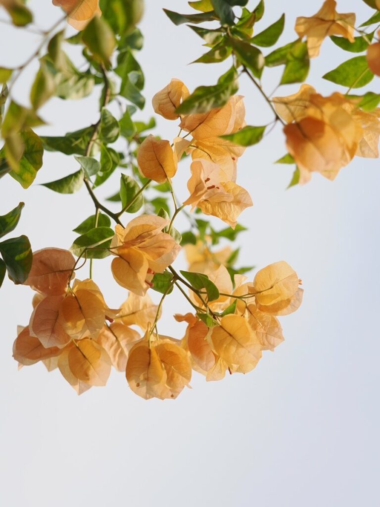 Orange bougainvillea flowers against a pale sky.