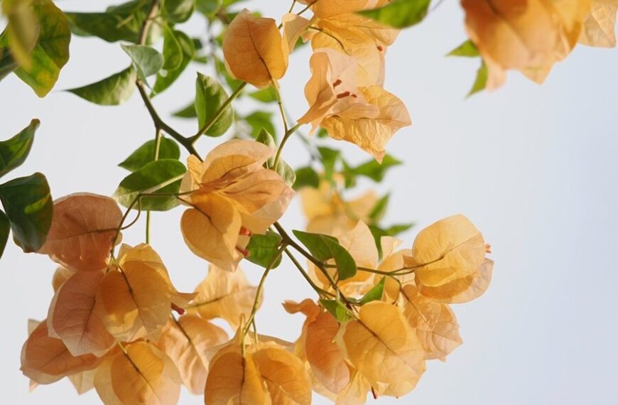 Orange bougainvillea flowers against a pale sky.