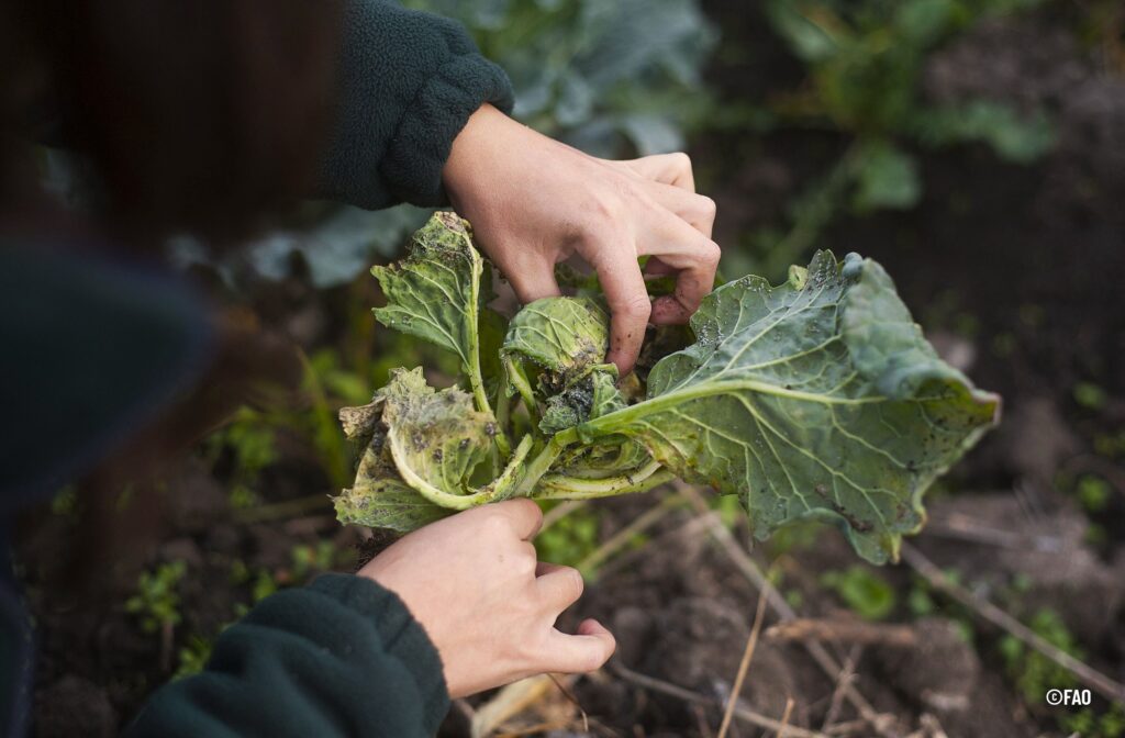 Cultivos agrícolas saludables en la región Bogotá-Cundinamarca relacionados con bioseguridad vegetal y seguridad alimentaria.
