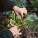 Cultivos sanos, alimentos seguros: la bioseguridad vegetal empieza antes de que la comida llegue a la mesa