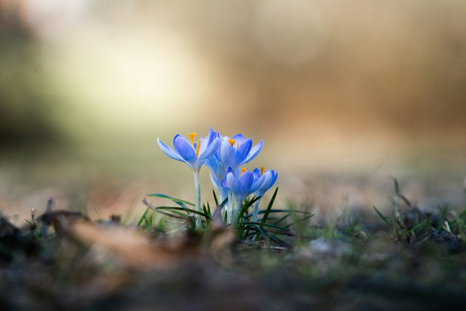 Delicate blue crocuses bloom in soft sunlight.