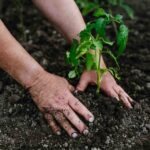 Curar la tierra para sanar el cuerpo: la carrera por salvar los nutrientes de la mesa colombiana