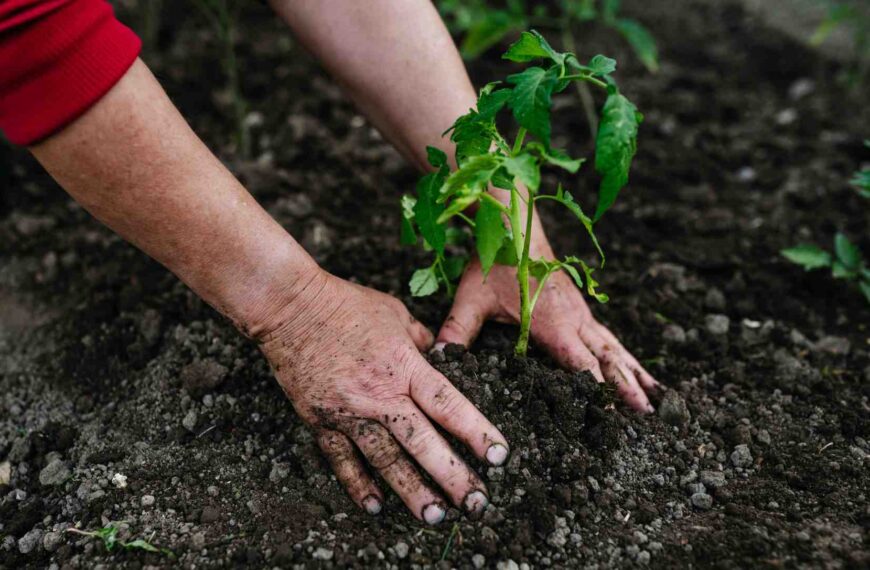 Curar la tierra para sanar el cuerpo: la carrera por salvar los nutrientes de la mesa colombiana