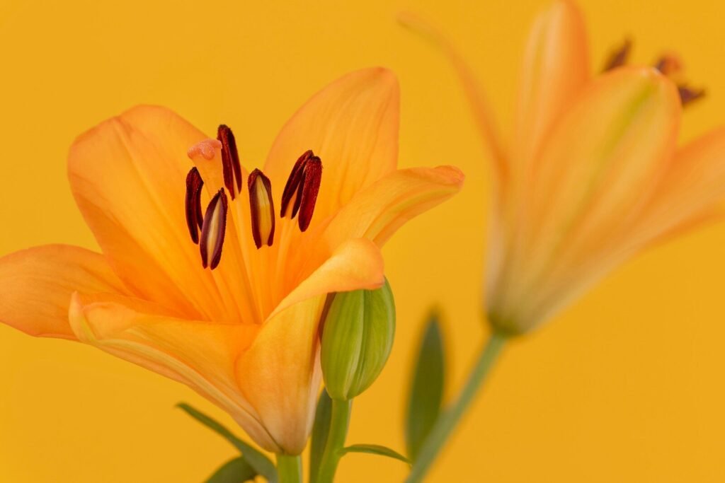 Two vibrant orange lilies against a bright yellow background.