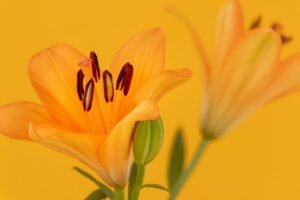 Two vibrant orange lilies against a bright yellow background.