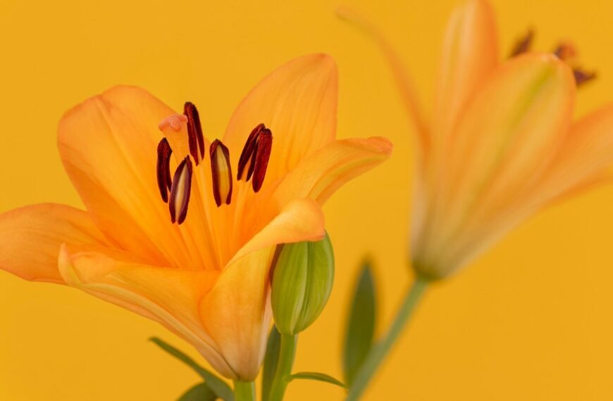 Two vibrant orange lilies against a bright yellow background.